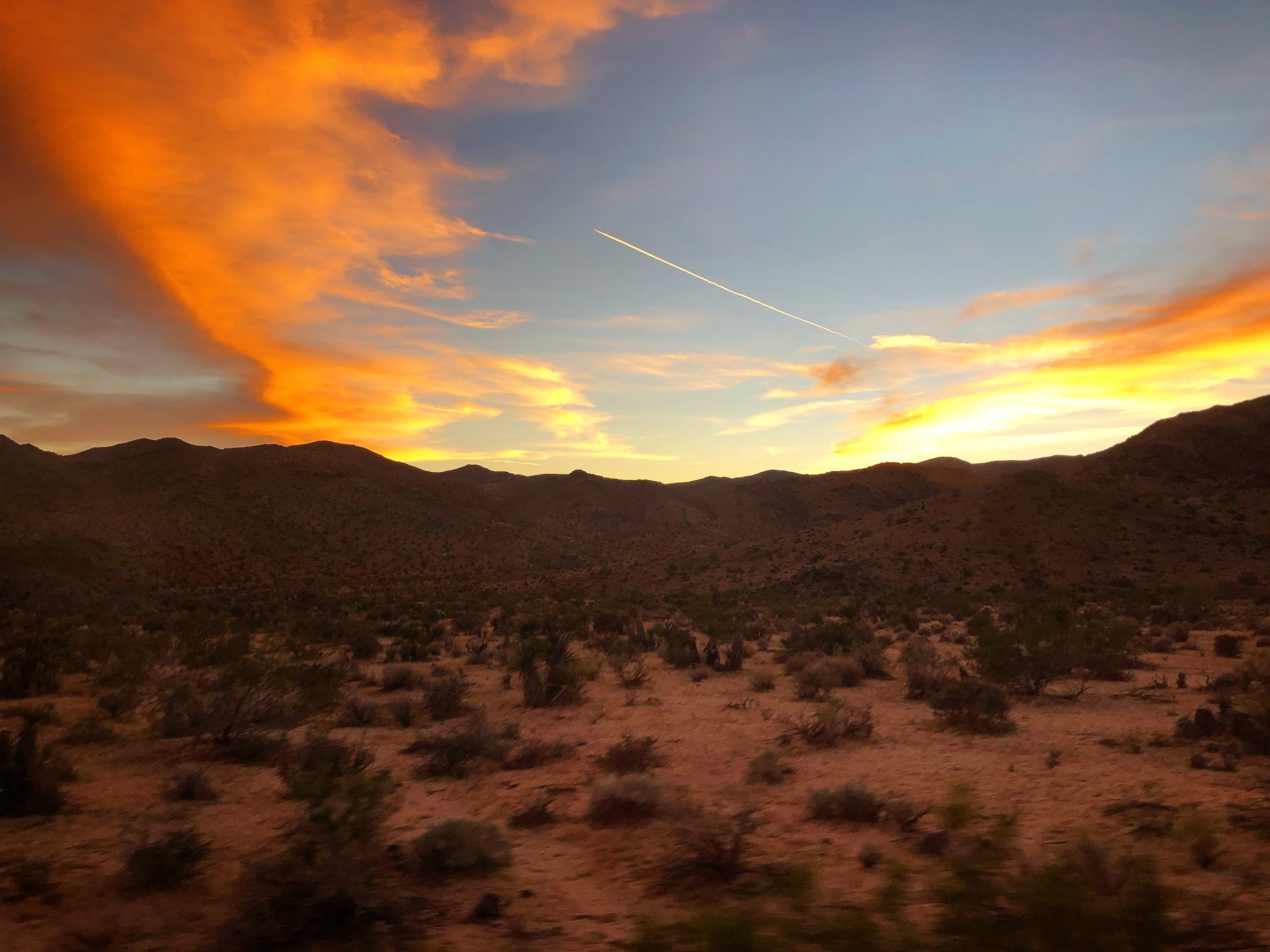 joshuatree